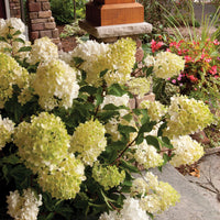HYDRANGEA PANICULATA - VANILLE FRAISE