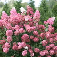 HYDRANGEA PANICULATA FIRE LIGHT