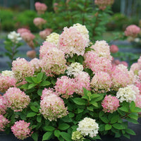 HYDRANGEA PANICULATA FIRE LIGHT