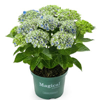 HYDRAGEA MACROPHYLLA MAGICAL