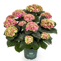 HYDRAGEA MACROPHYLLA MAGICAL