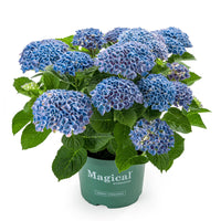 HYDRAGEA MACROPHYLLA MAGICAL