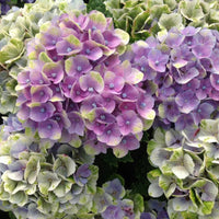 HYDRAGEA MACROPHYLLA MAGICAL