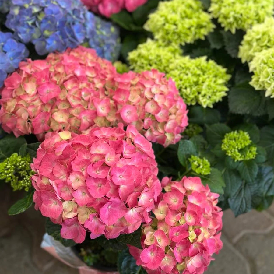 HYDRANGEA MACROPHYLLA MAGICAL