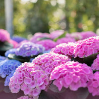 HYDRAGEA MACROPHYLLA MAGICAL
