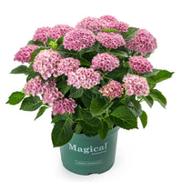 HYDRAGEA MACROPHYLLA MAGICAL