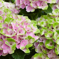 HYDRAGEA MACROPHYLLA MAGICAL
