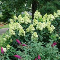HYDRANGEA - LIMELIGHT PRIME