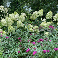 HYDRANGEA - LIMELIGHT PRIME