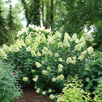 HYDRANGEA - LIMELIGHT PRIME