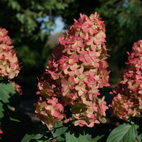 HYDRANGEA - LIMELIGHT PRIME