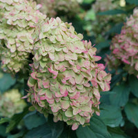 HYDRANGEA - LIMELIGHT PRIME