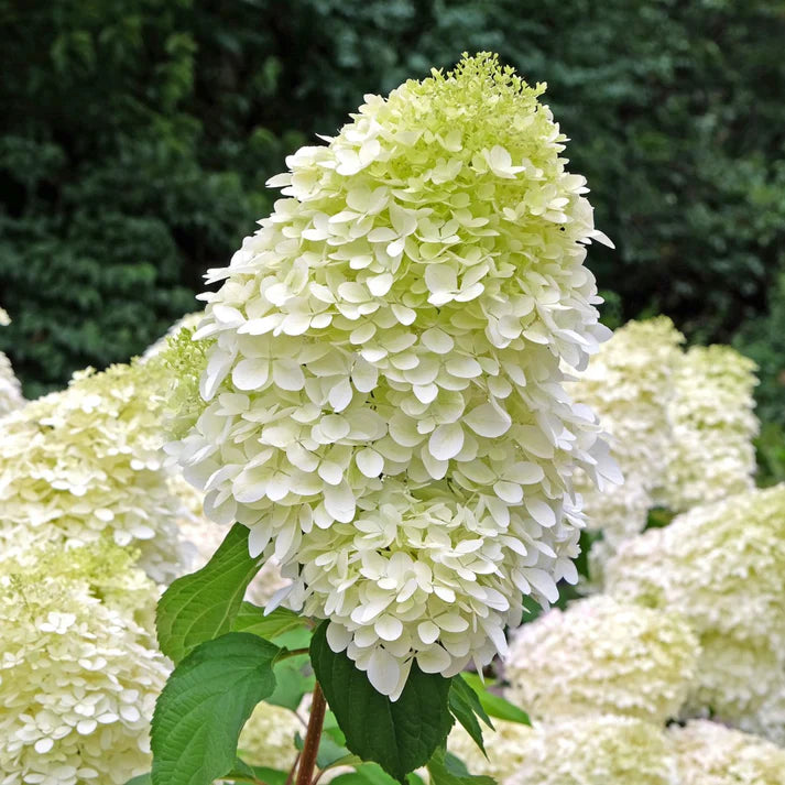 HYDRANGEA PANICULATA PHANTOM