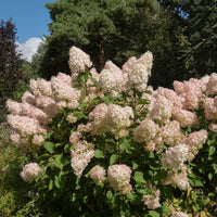 HYDRANGEA PANICULATA PHANTOM