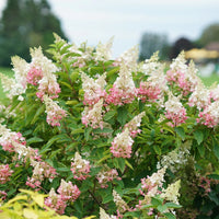 HYDRANGEA PANICULATA - PINKY WINKY