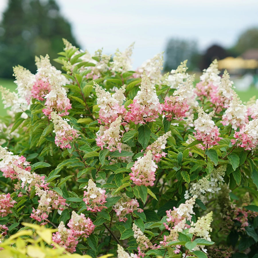 HYDRANGEA PANICULATA - PINKY WINKY