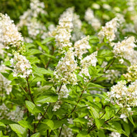 HYDRANGEA PANICULATA - PINKY WINKY