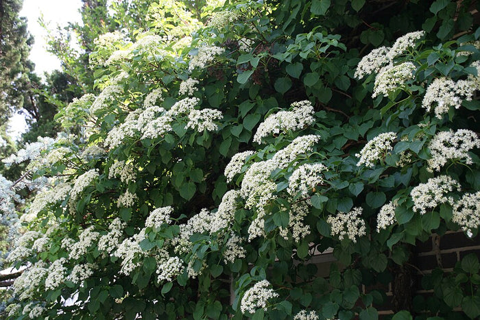 HYDRANGEA ANOMALA SUBSP. - PETIOLARIS
