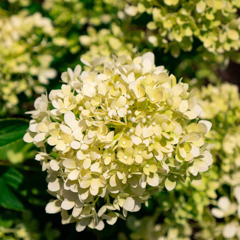 HYDRANGEA BUBBLE BATH