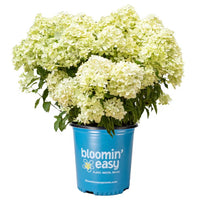 HYDRANGEA BUBBLE BATH