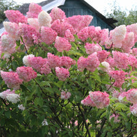 HYDRANGEA PANICULATA - FRAISE MELBA