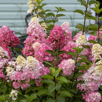 HYDRANGEA PANICULATA - FRAISE MELBA