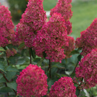 HYDRANGEA PANICULATA - FRAISE MELBA