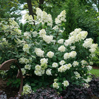 HYDRANGEA PANICULATA FIRE LIGHT