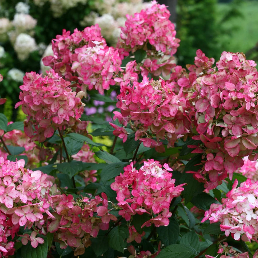 HYDRANGEA PANICULATA FIRE LIGHT