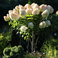 HYDRANGEA PANICULATA - GRANDIFLORA