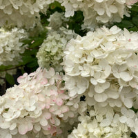 HYDRANGEA PANICULATA - GRANDIFLORA