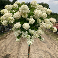 HYDRANGEA PANICULATA - GRANDIFLORA