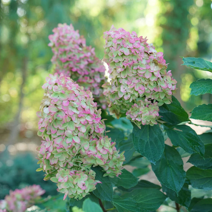 HYDRANGEA - LIMELIGHT PRIME