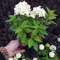 HYDRANGEA PANICULATA - LITTLE SPOOKY