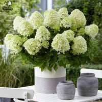 HYDRANGEA PANICULATA - LITTLE SPOOKY