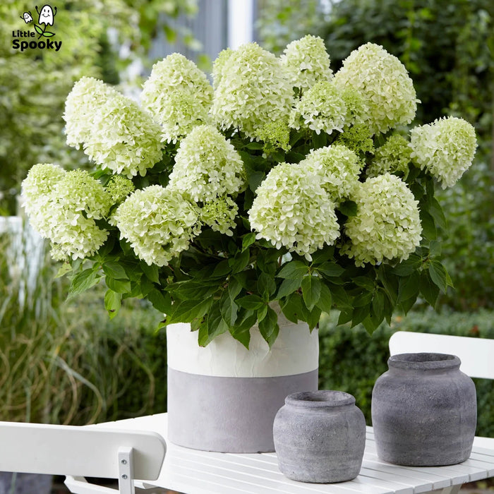 HYDRANGEA PANICULATA - LITTLE SPOOKY