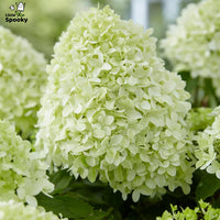 HYDRANGEA PANICULATA - LITTLE SPOOKY