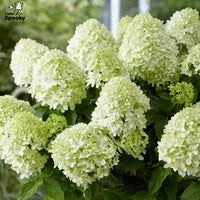 HYDRANGEA PANICULATA - LITTLE SPOOKY