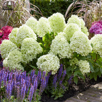 HYDRANGEA PANICULATA - LITTLE SPOOKY