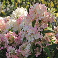 HYDRANGEA PANICULATA - PETITE STAR