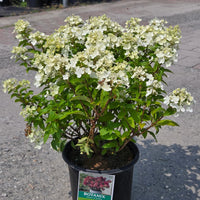 HYDRANGEA PANICULATA - PETITE STAR
