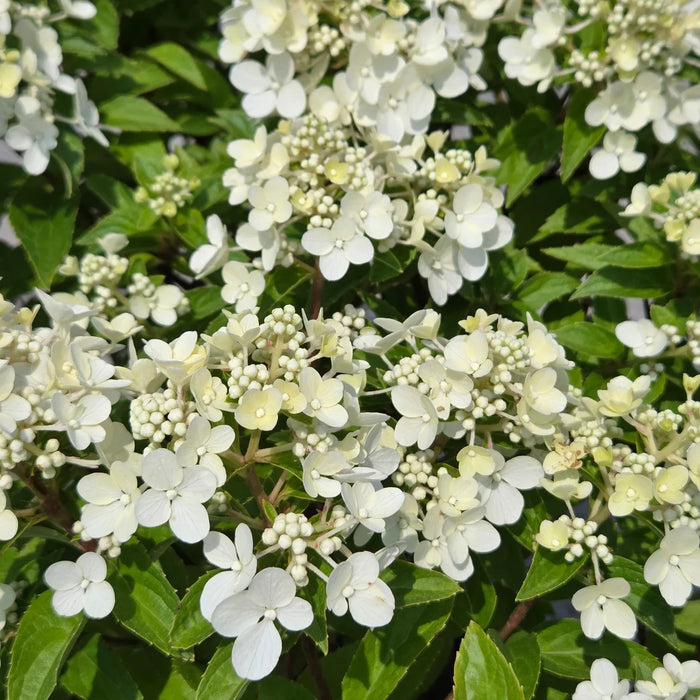 HYDRANGEA PANICULATA - PETITE STAR