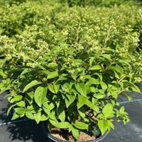 HYDRANGEA PANICULATA - PETITE STAR