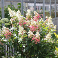 HYDRANGEA PANICULATA - PINKY WINKY