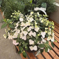HYDRANGEA - FAIRYTRAIL BRIDE