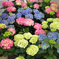 HYDRANGEE DE PÂQUES