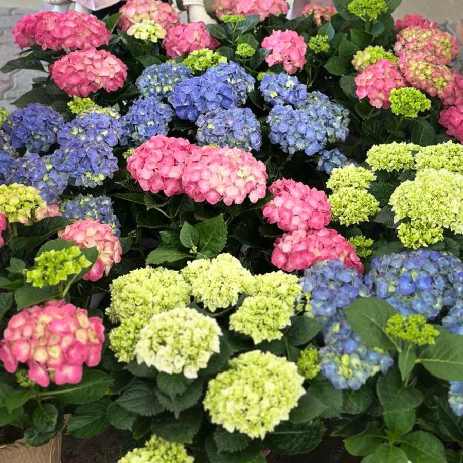 EASTER HYDRANGEA