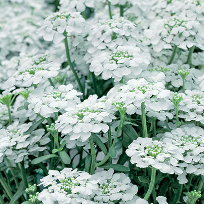 IBERIS SEMPERVIRENS - SNOWFLAKE