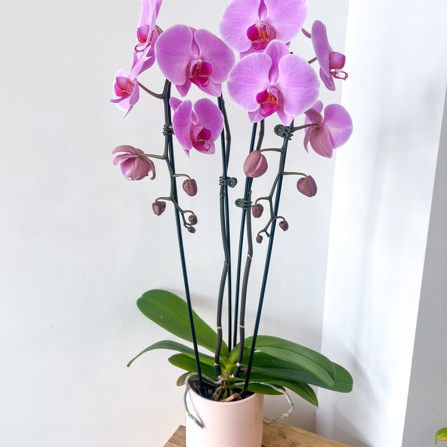 PHALAENOPSIS À DOUBLE CASCADE