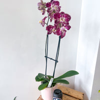 PHALAENOPSIS